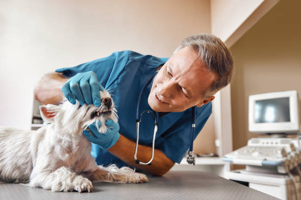 Best Emergency Dental Surgery in Prior Lake, MN